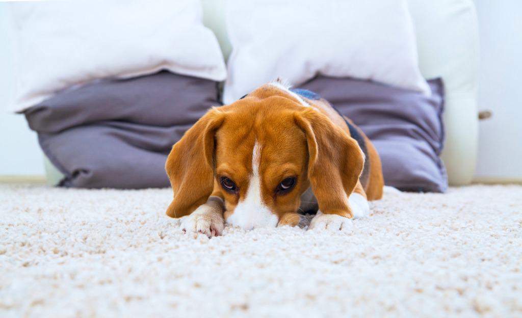 odor removal